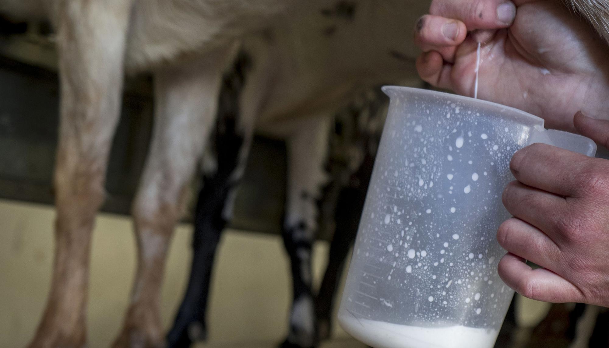 Galeria Mujeres ganaderas  - 1